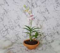 Dendrobium 