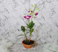 Dendrobium 