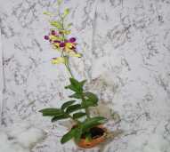 Dendrobium 