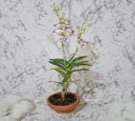Dendrobium 